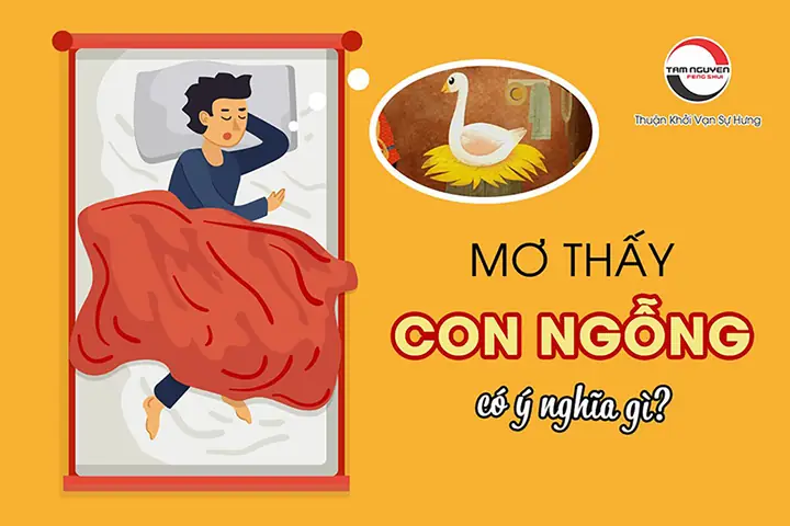 Giấc Mơ Thấy Ngỗng Trắng: Ý Nghĩa Chi Tiết Và Cách Giải Mã