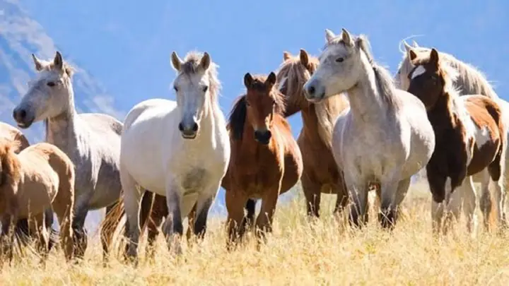 Nằm Mơ Thấy Ngựa Chạy: Ý Nghĩa Và Phân Tích Chi Tiết