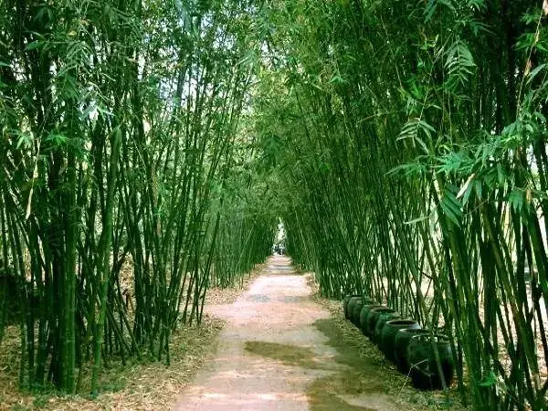 Nằm Mơ Thấy Nhiều Cây Tre: Giải Mã Ý Nghĩa Tâm Linh Và Thực Tế