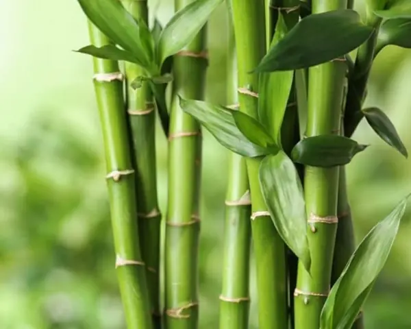 Nằm Mơ Thấy Nhiều Cây Tre: Giải Mã Ý Nghĩa Tâm Linh Và Thực Tế