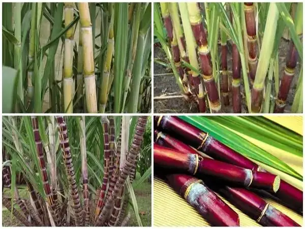 Nằm Mơ Thấy Nhiều Cây Tre: Giải Mã Ý Nghĩa Tâm Linh Và Thực Tế