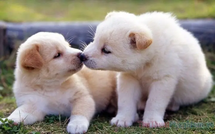 Giấc Mơ Thấy Chó Con: Ý Nghĩa Tâm Lý Và Phân Tích Chi Tiết