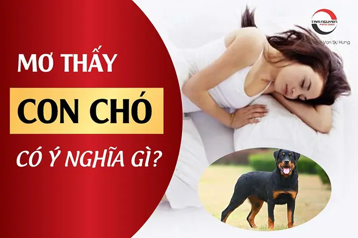 Giấc Mơ Thấy Chó Con: Ý Nghĩa Tâm Lý Và Phân Tích Chi Tiết