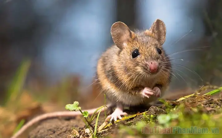 Nằm Mơ Thấy Nhiều Chuột: Giải Mã Ý Nghĩa & Bảng Số May Mắn Chi Tiết