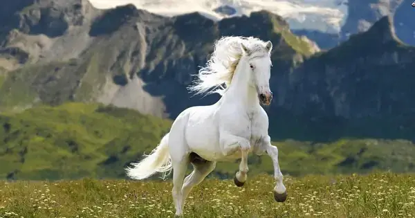 Giấc Mơ Động Vật: Giải Mã Ý Nghĩa Từ Tâm Lý Học Đến Văn Hóa