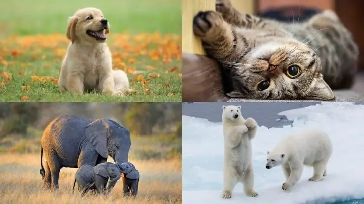 Giấc Mơ Động Vật: Giải Mã Ý Nghĩa Từ Tâm Lý Học Đến Văn Hóa