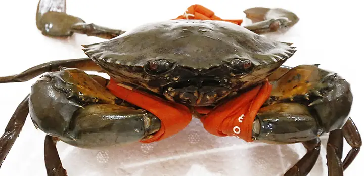 Nằm Mơ Thấy Nhiều Cua Biển: Ý Nghĩa Và Phân Tích Chi Tiết