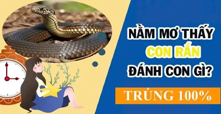 Nằm Mơ Thấy Nhiều Rắn Chết: Giải Mã Chi Tiết Và Lời Khuyên Hữu Ích