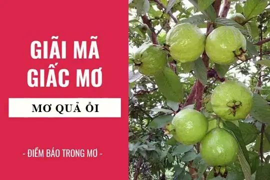 Nằm Mơ Thấy Ổi Chín Là Điềm Gì? Giải Mã Ý Nghĩa Tâm Linh, Thực Tiễn & Con Số May Mắn