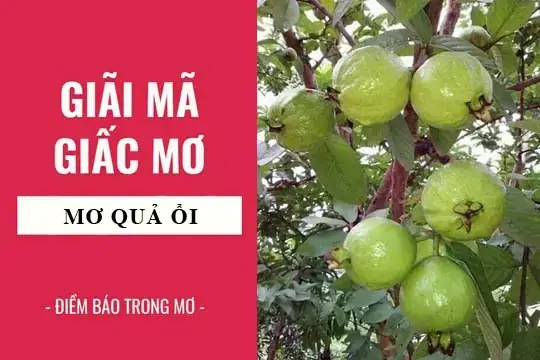 Nằm Mơ Thấy Ổi Chín Là Điềm Gì? Giải Mã Ý Nghĩa Tâm Linh, Thực Tiễn & Con Số May Mắn