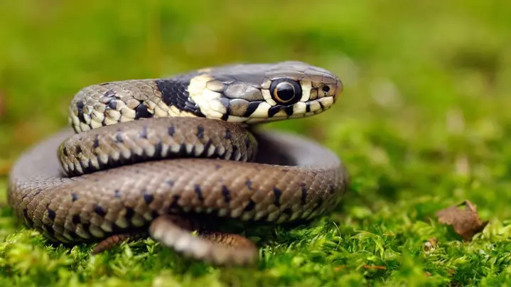 Giấc Mơ Thấy Rắn Đen Cắn Vào Tay: Ý Nghĩa Bí Ẩn Và Cách Hóa Giải