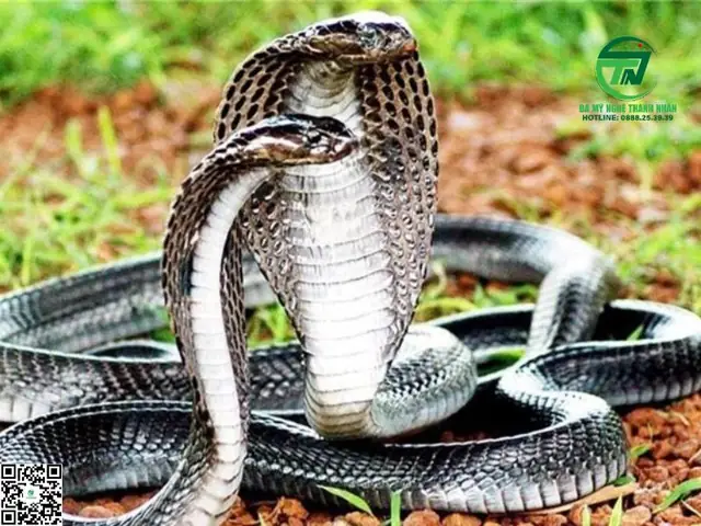 Nằm Mơ Thấy Rắn Hổ Mang: Ý Nghĩa Tâm Linh, Phong Thủy Và Cách Hóa Giải