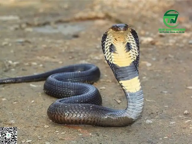 Nằm Mơ Thấy Rắn Hổ Mang: Ý Nghĩa Tâm Linh, Phong Thủy Và Cách Hóa Giải