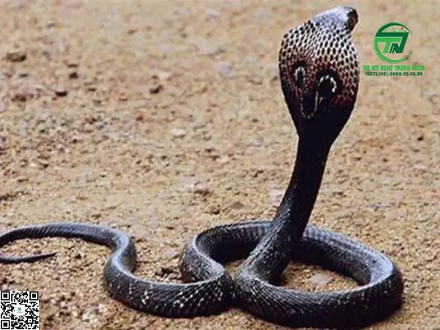 Nằm Mơ Thấy Rắn Hổ Mang: Ý Nghĩa Tâm Linh, Phong Thủy Và Cách Hóa Giải