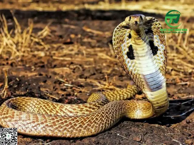 Nằm Mơ Thấy Rắn Hổ Mang: Ý Nghĩa Tâm Linh, Phong Thủy Và Cách Hóa Giải