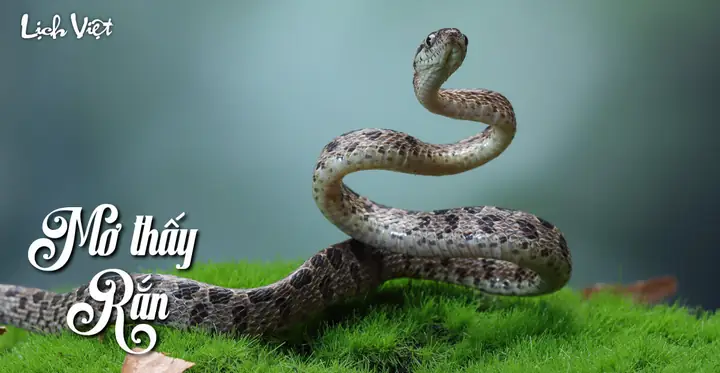 Nằm Mơ Thấy Rắn To Màu Xanh: Giải Mã Ý Nghĩa Tâm Lý, Văn Hóa Và Lời Khuyên Thực Tế