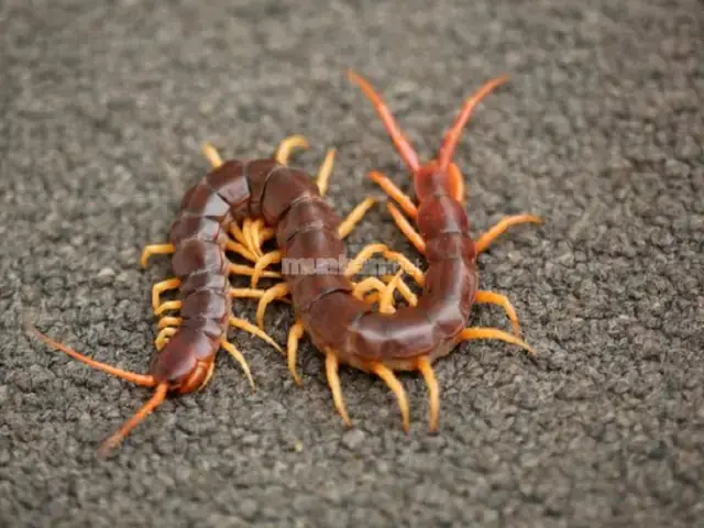 Nằm Mơ Thấy Rết Khổng Lồ: Ý Nghĩa, Điềm Báo Và Cách Hóa Giải Toàn Diện