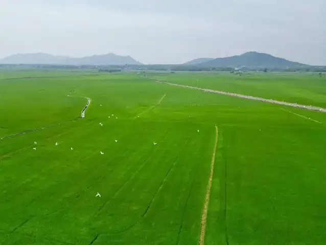 Giấc Mơ Thấy Ruộng Lúa Xanh: Ý Nghĩa Chi Tiết Theo Phong Thủy