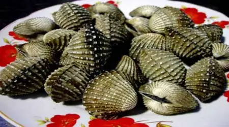 Giấc Mơ Thấy Sò Huyết: Ý Nghĩa Sâu Sắc Và Lời Khuyên Thực Tế