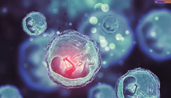 Giấc Mơ Thấy Thai Chết Lưu: Giải Mã Ý Nghĩa Từ Tâm Lý Đến Ứng Phó