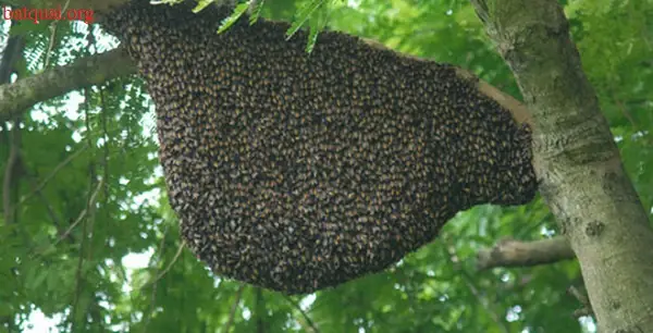 Nằm Mơ Thấy Phá Tổ Ong: Giải Mã Ý Nghĩa, Điềm Báo Và Lời Khuyên Thực Tế