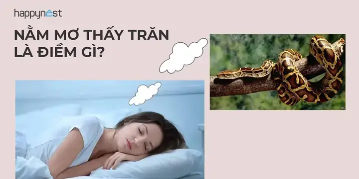 Nằm Mơ Thấy Trăn Cắn Tay: Giải Mã Từ Góc Độ Tâm Lý, Văn Hóa Đến Bí Ẩn Số May Mắn