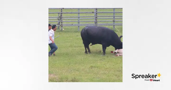 Nằm Mơ Thấy Trâu Đuổi Húc Mình: Ý Nghĩa Và Bí Số May Mắn