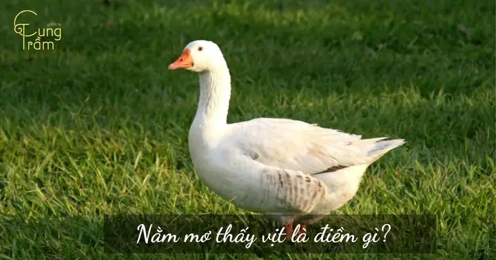 Giấc Mơ Đàn Vịt Trắng: Ý Nghĩa Tâm Linh, Dấu Hiệu May Mắn & Con Số Hợp