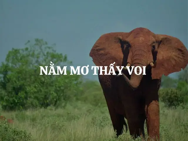 Nằm Mơ Thấy Voi Trắng: Ý Nghĩa Tâm Linh, Văn Hóa Và Bản Thể Từ A-z