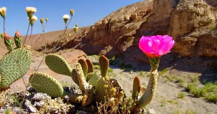 Giấc Mơ Thấy Xương Heo: Ý Nghĩa Từ A Đến Z Và Ẩn Số Đời Sống