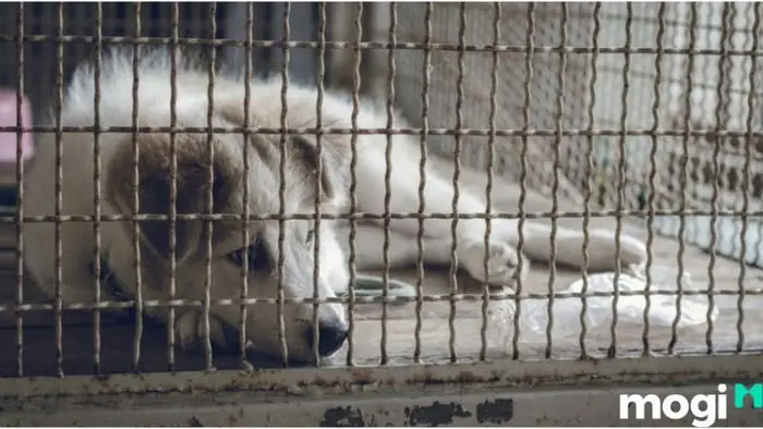 Giấc Mơ Đánh Nhau: Báo Hiệu Điềm Gì Và Giải Mã Chi Tiết