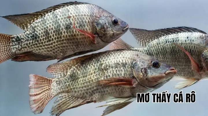 Ý Nghĩa Giấc Mơ Thấy Cá Khô: Giải Mã Từ Góc Nhìn Văn Hóa Và Tâm Lý