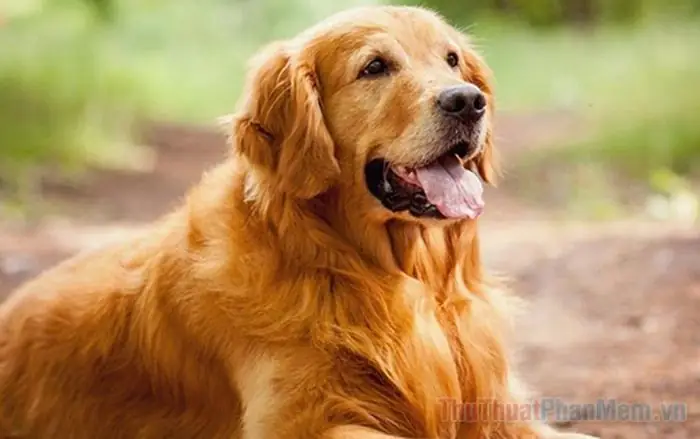 Giấc Mơ Thấy Chó: Phân Tích Ý Nghĩa Tâm Lý Và Biểu Tượng Theo Góc Đo Khoa Học