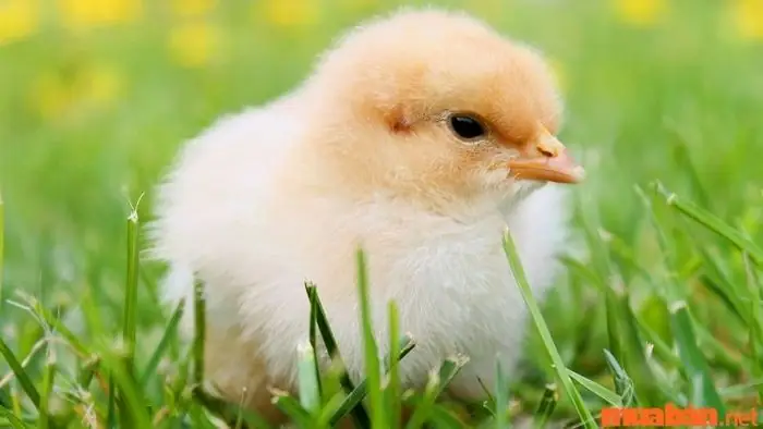 Giấc Mơ Thấy Gà: Giải Mã Ý Nghĩa Tâm Linh Và Con Số May Mắn