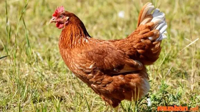 Giấc Mơ Thấy Gà: Giải Mã Ý Nghĩa Tâm Linh Và Con Số May Mắn