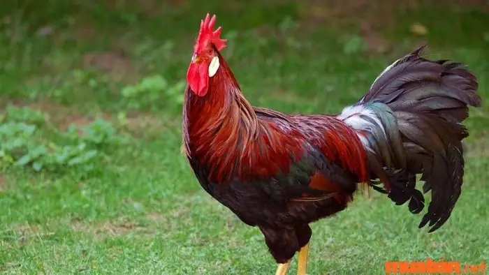 Giấc Mơ Thấy Gà: Giải Mã Ý Nghĩa Tâm Linh Và Con Số May Mắn