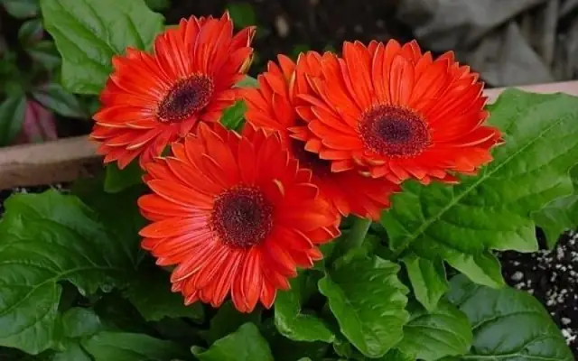 Mơ Thấy Hoa Đồng Tiền: Ý Nghĩa, Điềm Báo Và Số May Mắn