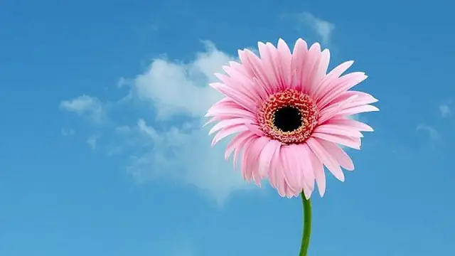 Mơ Thấy Hoa Đồng Tiền: Ý Nghĩa, Điềm Báo Và Số May Mắn