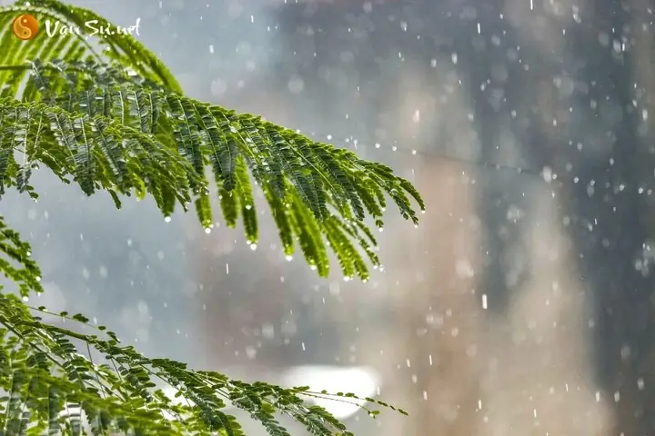 Ý Nghĩa Giấc Mơ Về Mưa: Giải Mã Từ Tâm Lý Đến Văn Hóa